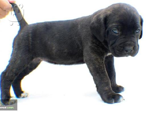Cane Corso καθαροαιμα 6979314054 ΑΘΗΝΑ-ΘΕΣΣΑΛΟΝΙΚΗ- ΚΡΗΤΗ 6979314054...